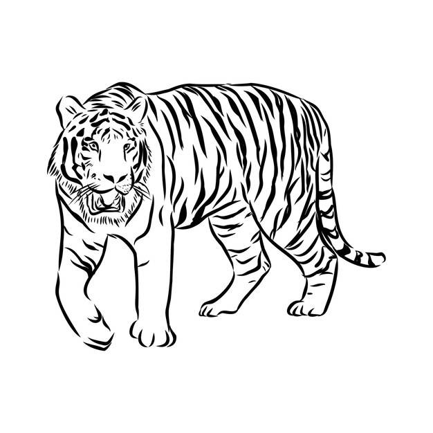 Вектор рисованной эскиз преследования тигра в черно-белом