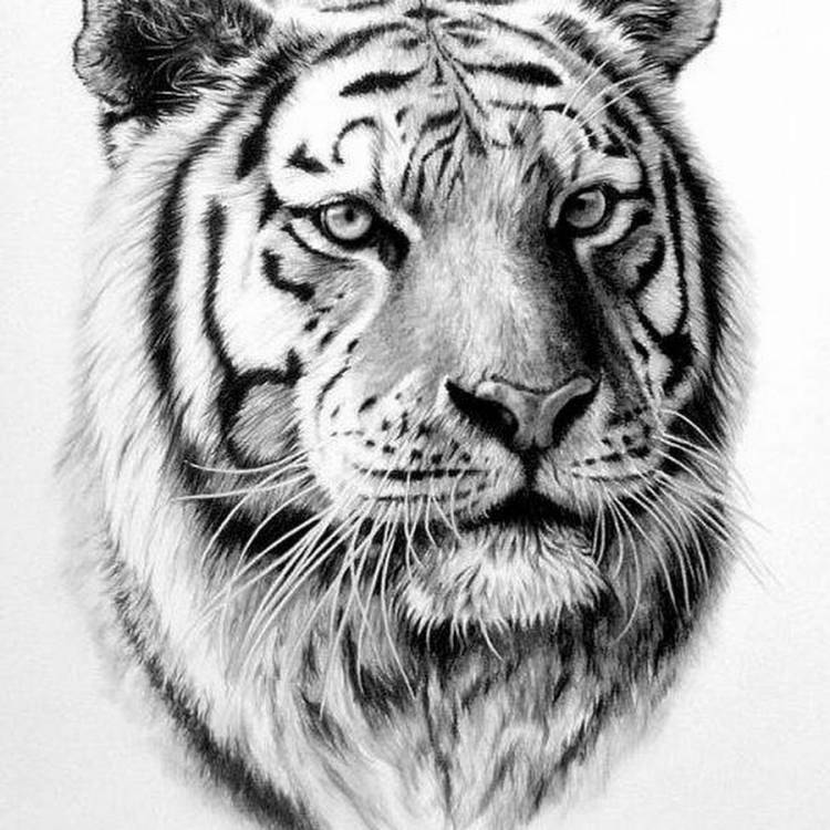 Животные белые тигры
