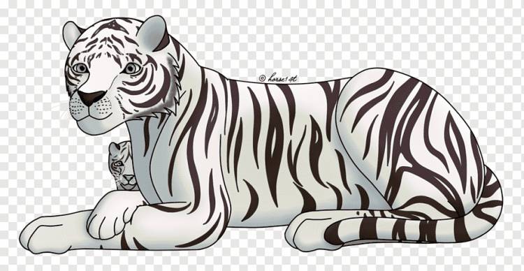 Рисунок белого тигра Бенгальский тигр Эскиз, тигр, акварельная живопись, млекопитающее, карандаш png
