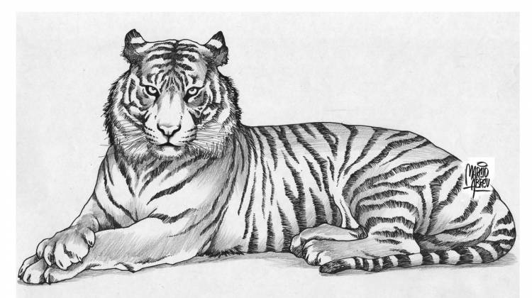 Рисунки тигра легкие