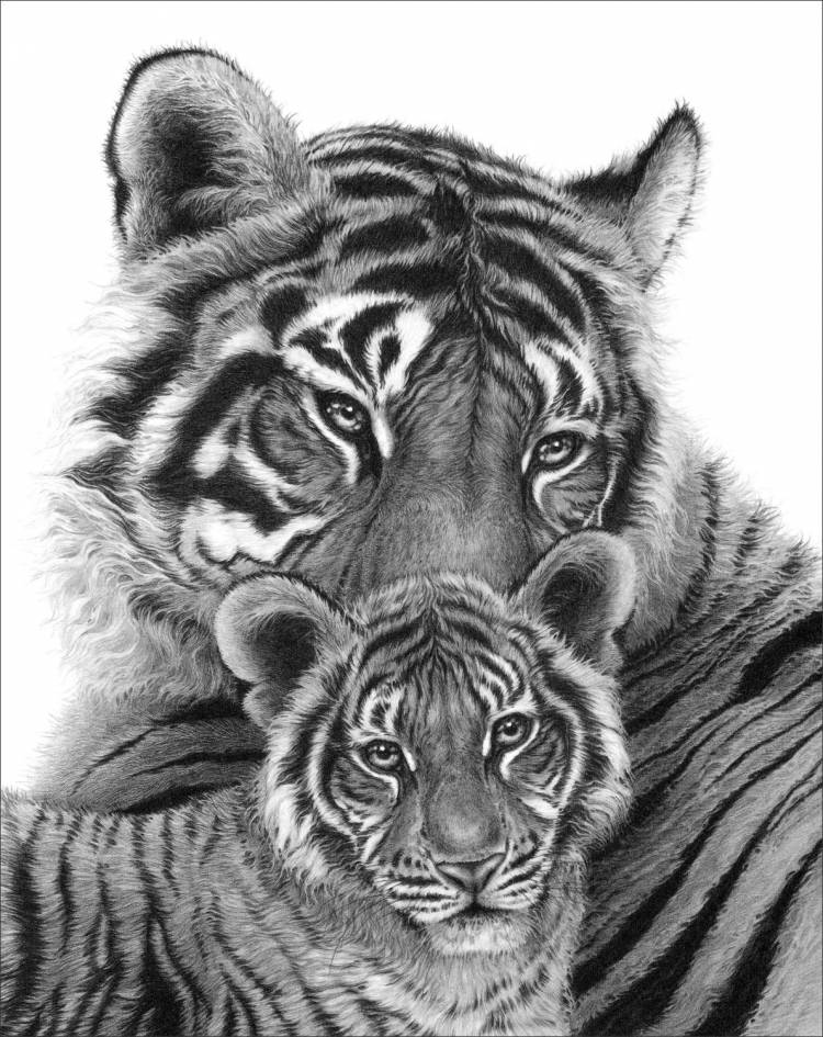 Тигр и тигренок эскиз