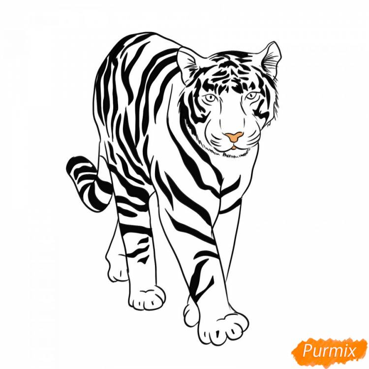 Как нарисовать белого тигра поэтапно