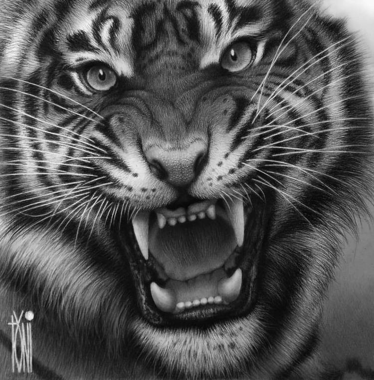Тигр оскал эскиз