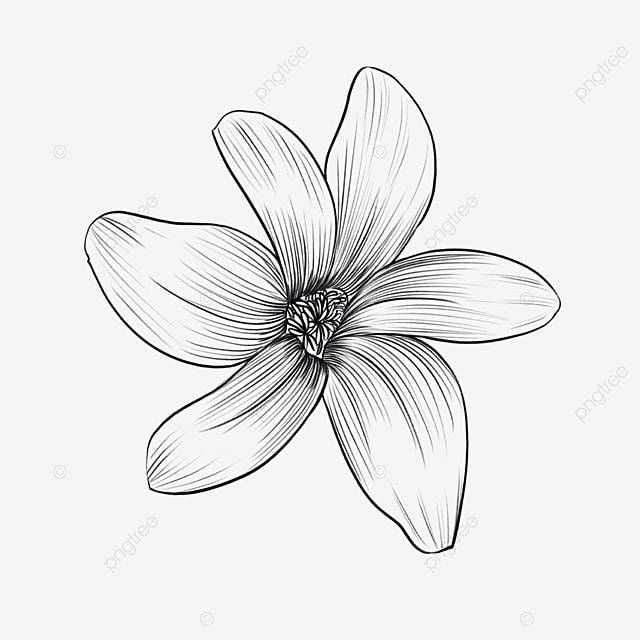 рисунок Эскиз гравюры черно белый цветущий одиночный цветок гиацинта PNG , цветочный рисунок, черно белый рисунок, набросок PNG картинки и пнг PSD рисунок для бесплатной загрузки