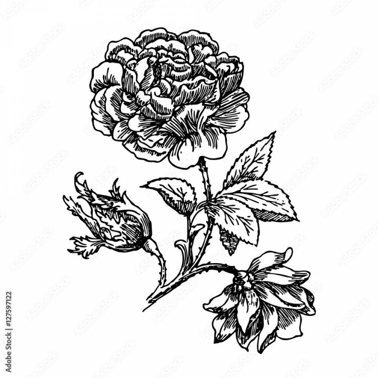 нарисованный черно-белый цветок пиона,эскиз,тату,художественный Stock Vector
