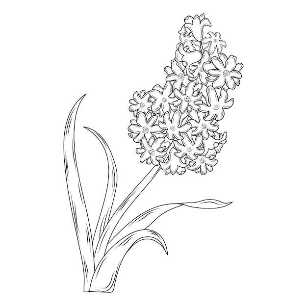 Весенние цветы гиацинт ручной рисунок линии искусства эскиз изолированный черно-белый цветок