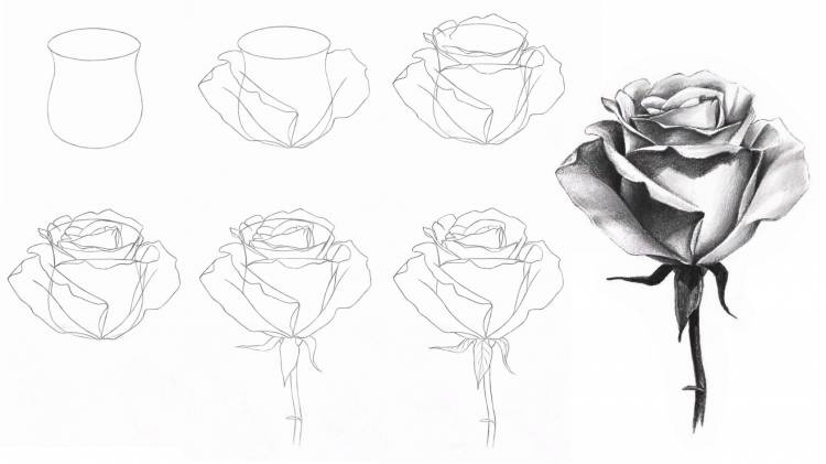 Как нарисовать розу новичку