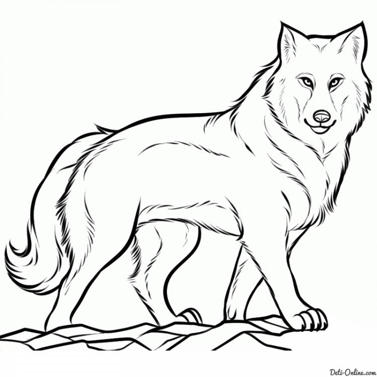 Как нарисовать волка карандашом