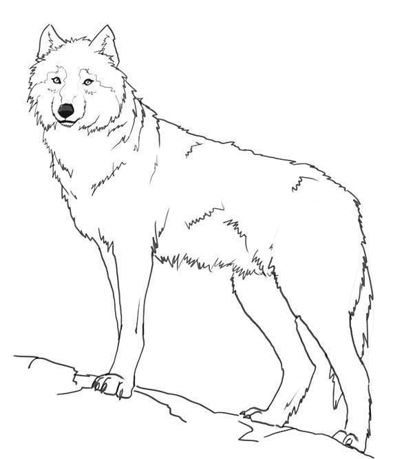 Рисунки Волка для срисовки