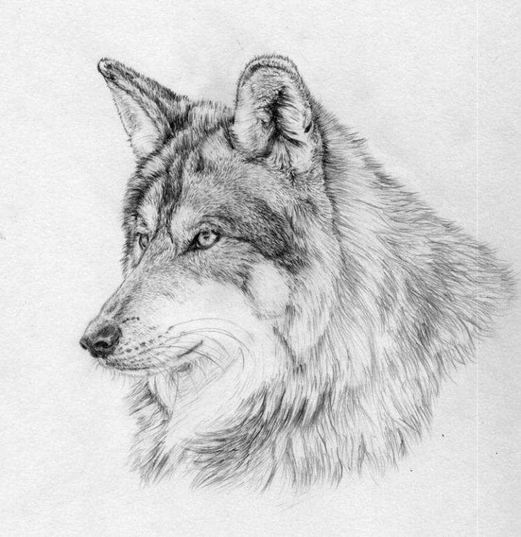 Как нарисовать волка легко и красиво
