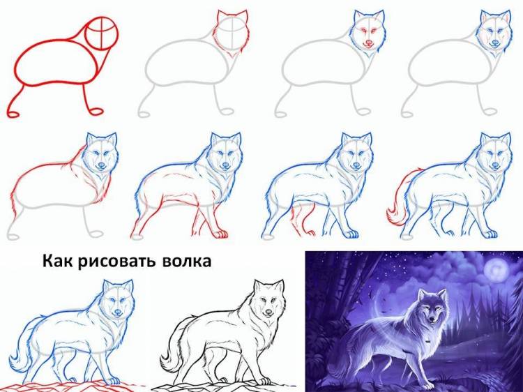 Волк рисунок для детей простой поэтапно 
