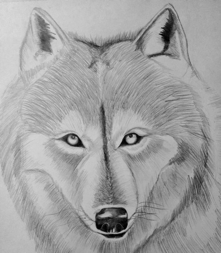 Рисунок волк простой для детей