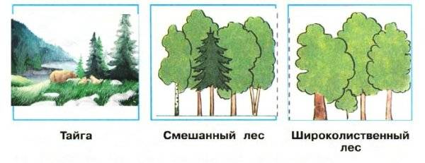 Рисунок карандашом тайга смешанный лес широколиственный лес 