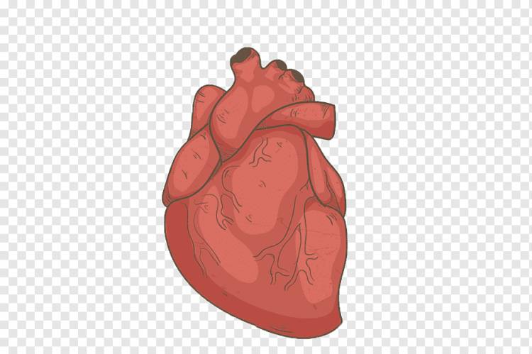 рисованное человеческое сердце, сердце, человеческий орган, ручная роспись png