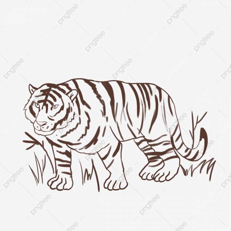 Год рисования линии тигра тигра PNG , Рисование линий, тигр, Год Тигра PNG картинки и пнг PSD рисунок для бесплатной загрузки