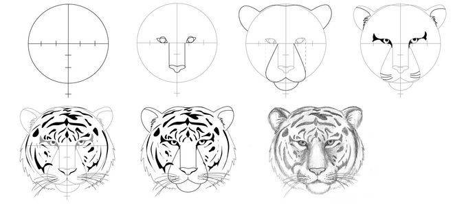 Как нарисовать Тигра поэтапно карандашом, красками и фломастерами