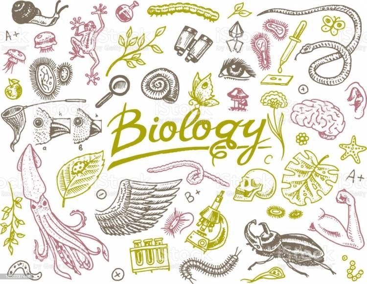 Рисунки на тему биология