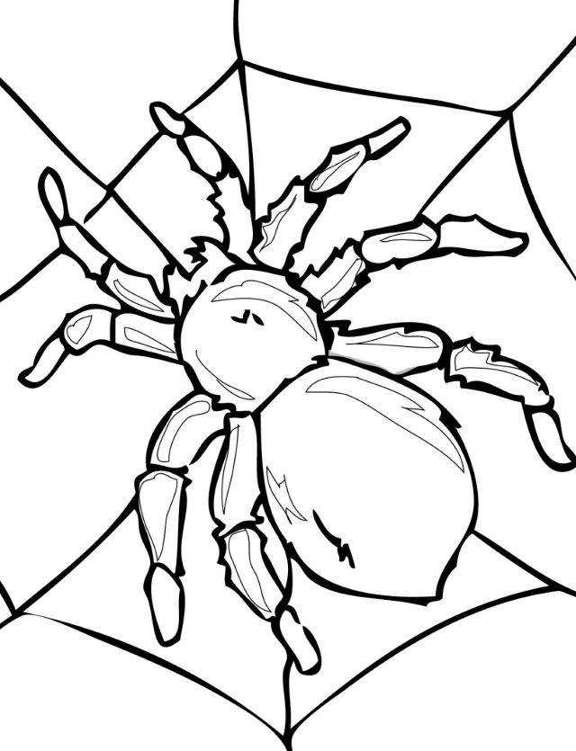 Картинки пауков для срисовки для детей 