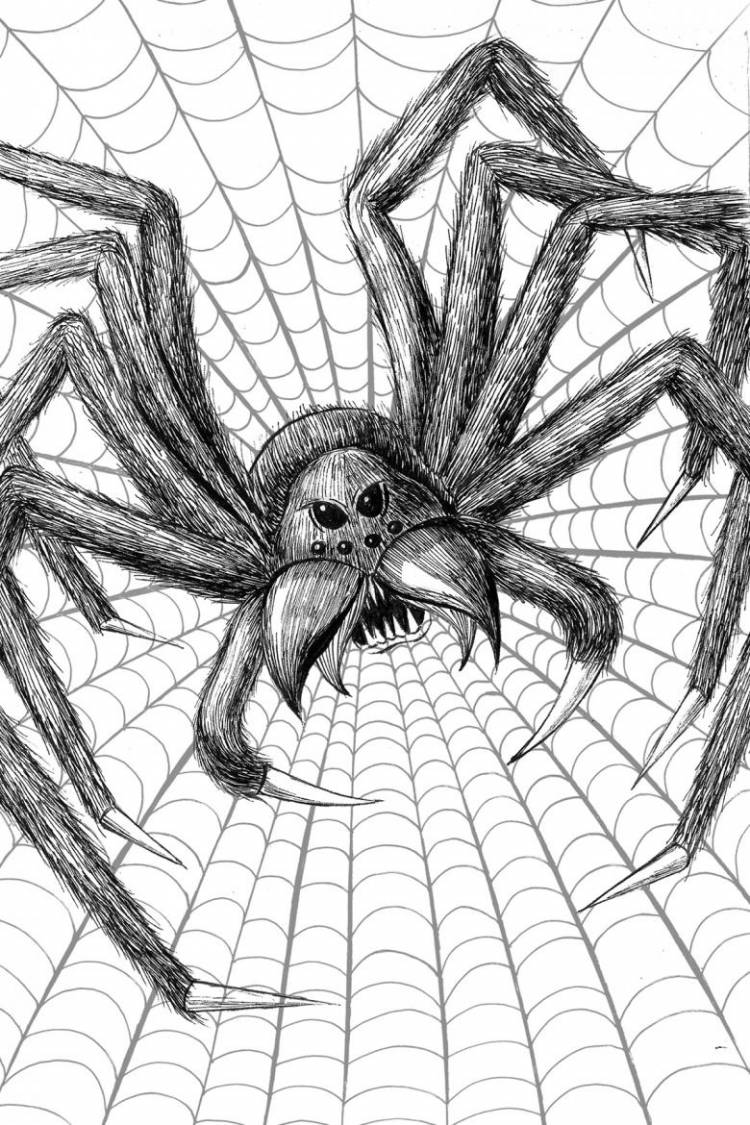 Рисунки пауков карандашом для срисовки