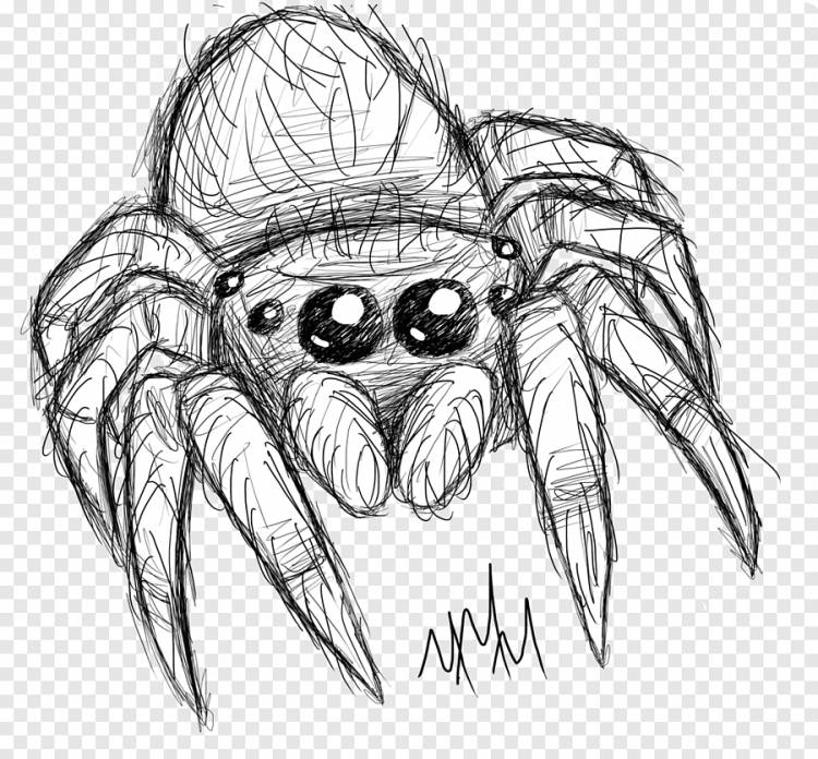 Как нарисовать паука на хэллоуин