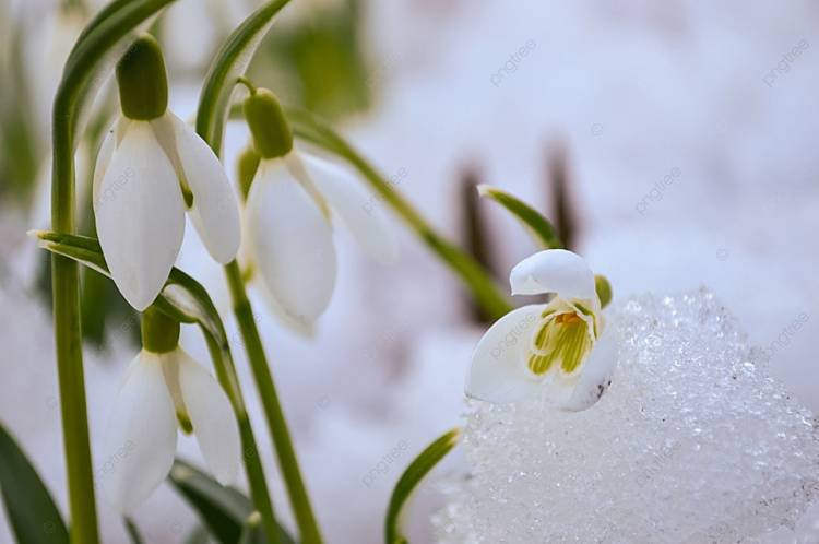 Первые весенние подснежники в снежном мягком фокусе на цветах размытый фон И картинка для бесплатной загрузки