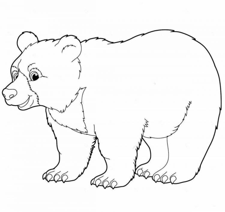 Раскраски Рисунок медведь для детей 
