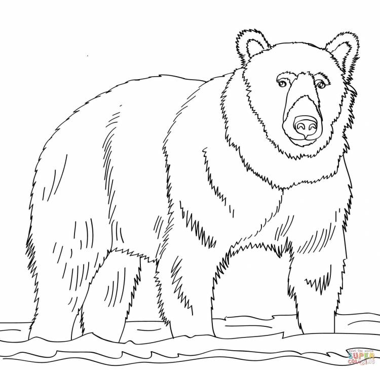 Раскраска Бурый медведь, стоящий на мели