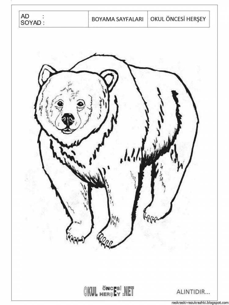 Раскраски Бурый медведь для детей 