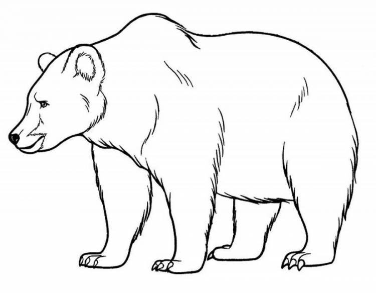 Медведь раскраска контур