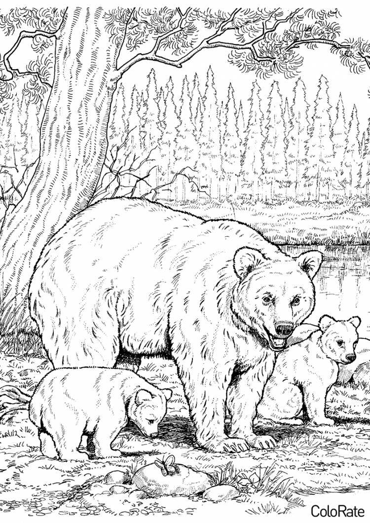 Раскраска С медвежатами распечатать