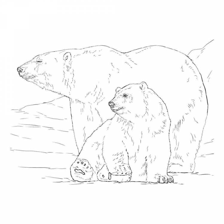 Раскраска Полярыный медведь распечатать или скачать