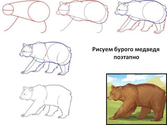 Рисунки карандашом бурый медведь 