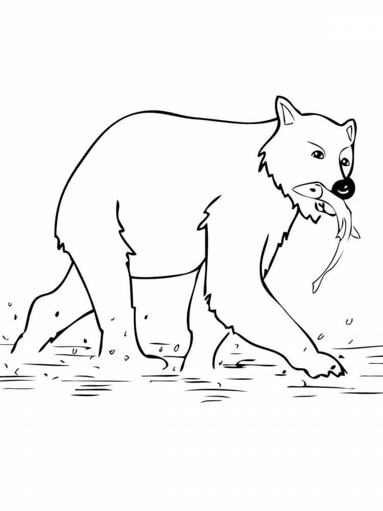 Раскраски Бурый медведь