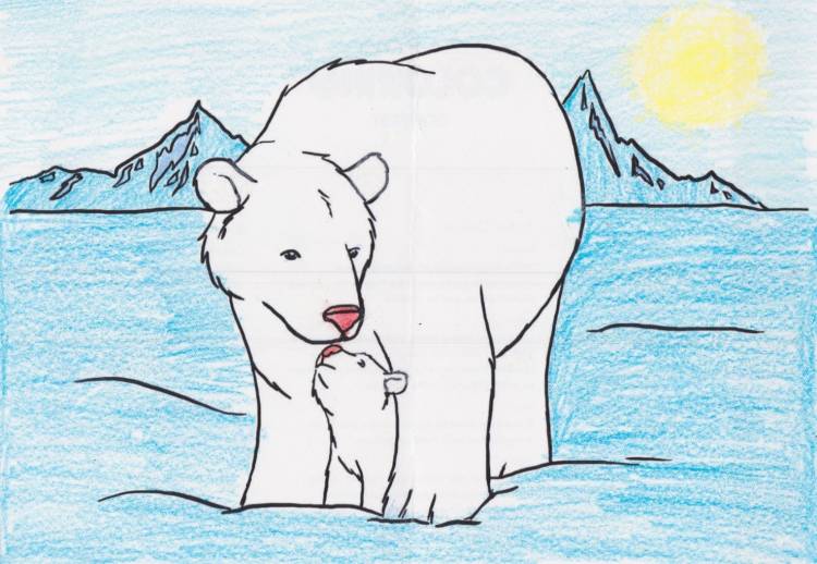Медведь северный рисунок