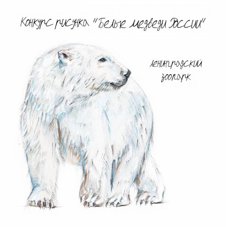 Ленинградский зоопарк объявляет конкурс детского рисунка «Белые медведи России»