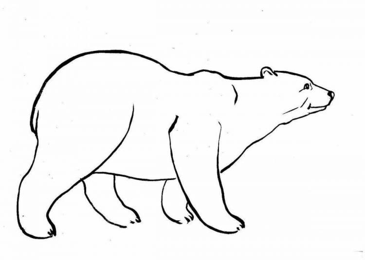 Раскраски Белый медведь для детей 
