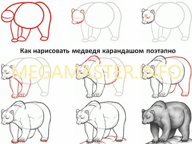 Как нарисовать медведя поэтапно легко и просто