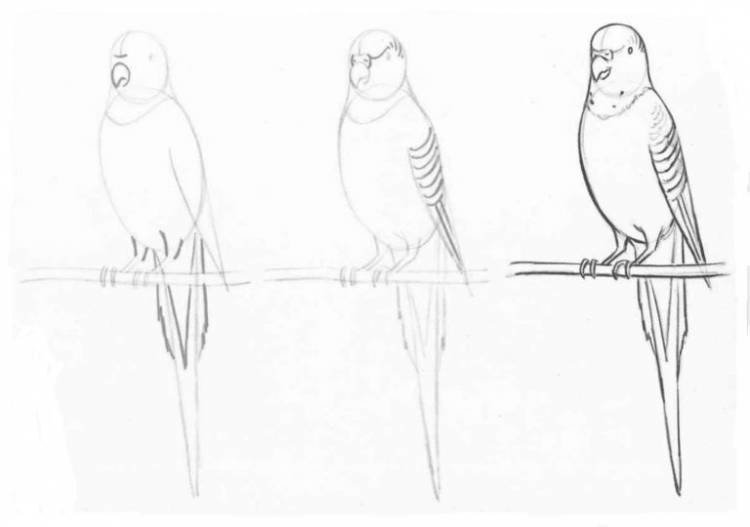 Попугай Срисовки Легкие Пошаговые 