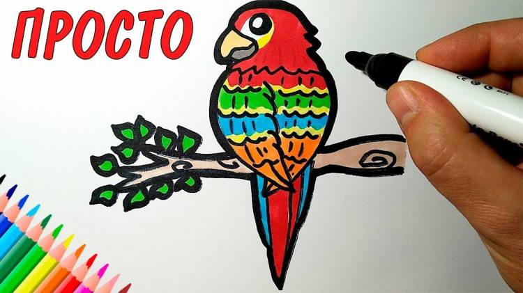 How to draw a PARROT, Just draw