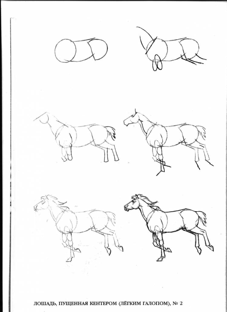 Лошадь пошагово карандашом