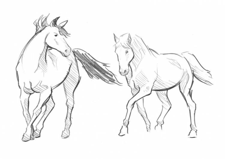 Как нарисовать лошадь пошагово карандашом