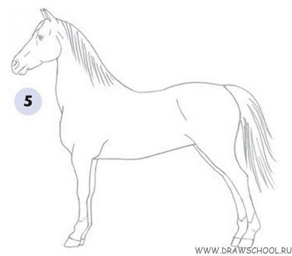 Простой урок по рисованию лошади