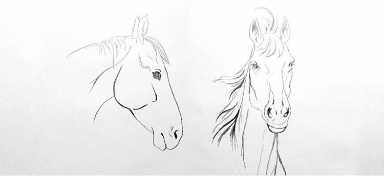 Как нарисовать голову и морду лошади карандашом поэтапно