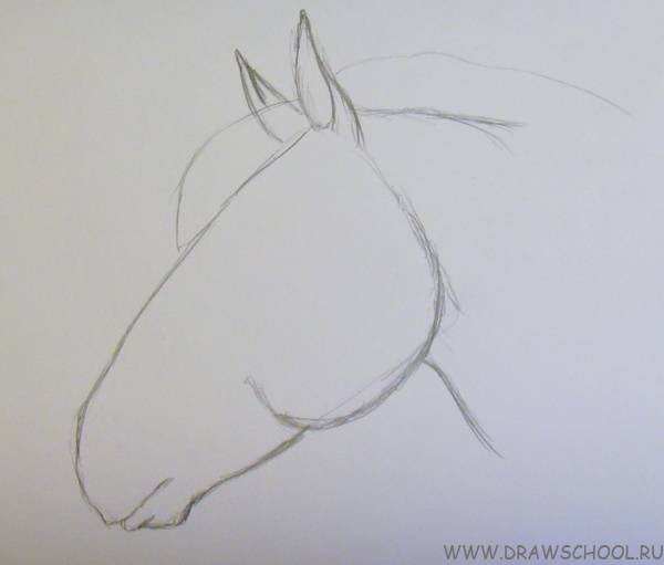 Как нарисовать лошадь? (голова лошади поэтапно)