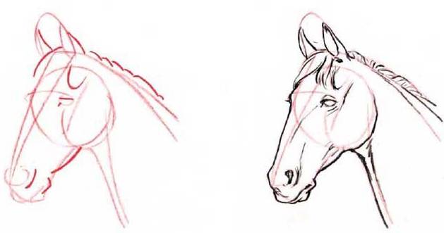 Как нарисовать голову лошади карандашом