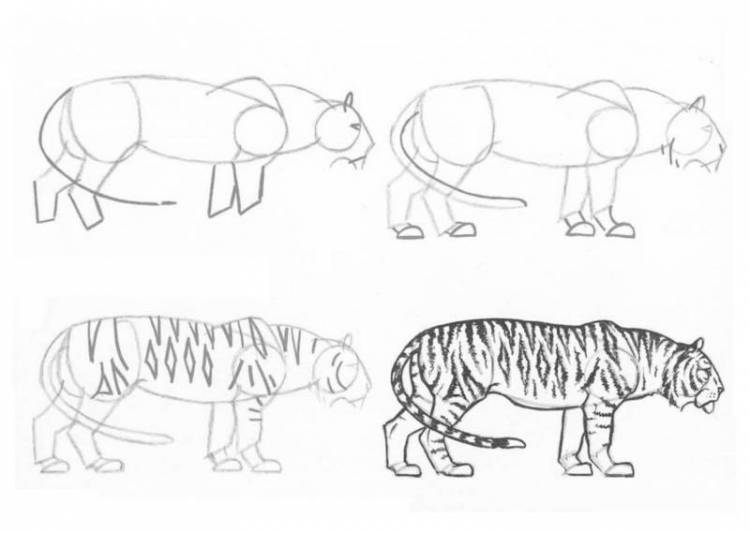 Как нарисовать тигра карандашом и красками