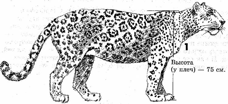 Как нарисовать тело тигра, льва, леопарда и других кошачьих
