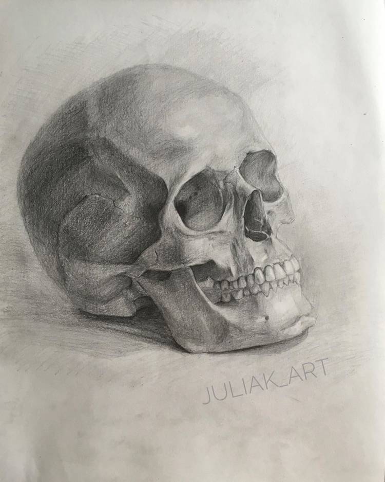 Академический рисунок череп анатомический рисунок простым карандашом строение черепа строение скелета человека
