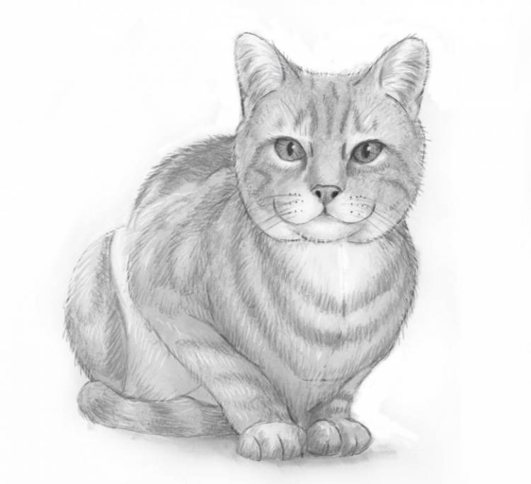 Как нарисовать кошку поэтапно карандашом 