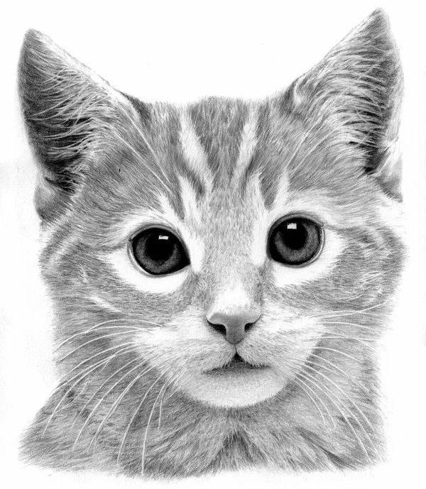Рисунок кошки простым карандашом 